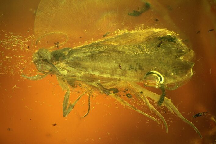Detailed Fossil Caddisfly (Trichoptera) In Baltic Amber #159893